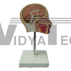 ANATOMICAL HALF HEAD MODEL